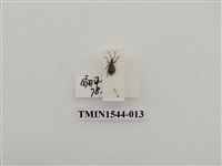 藏品(象鼻蟲科)的圖片